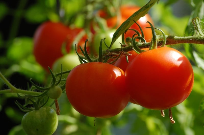 Vegetable Garden